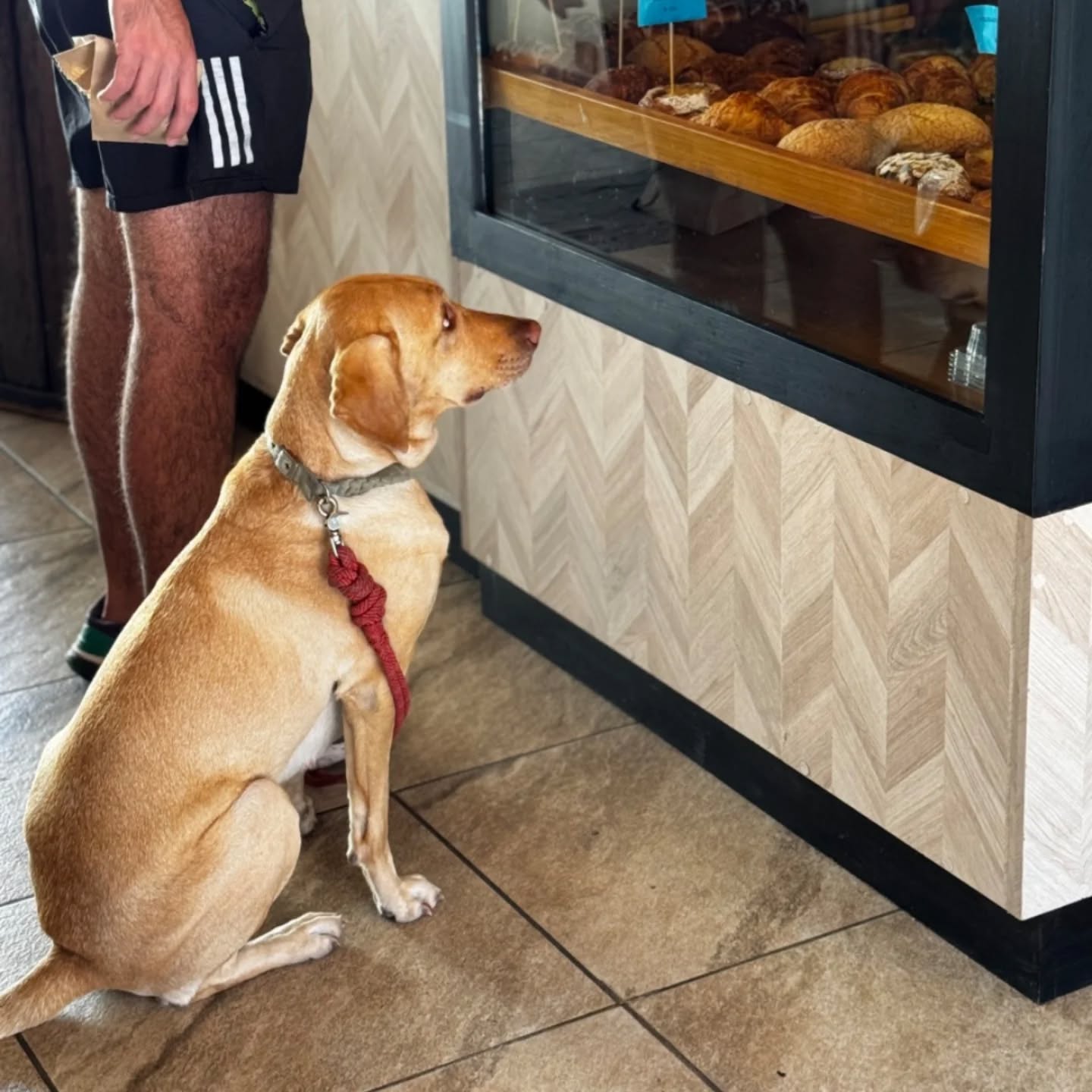 Panfilia pet-friendly panadería artesanal Querétaro perros bienvenidos